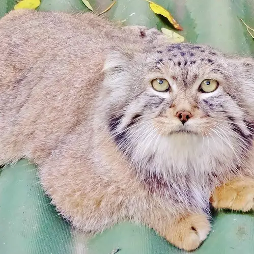 Фотография Хана в Новосибирском Зоопарке