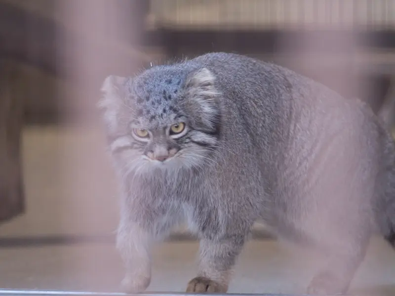 Фотография Фиги в Зоопарке Ногеяме