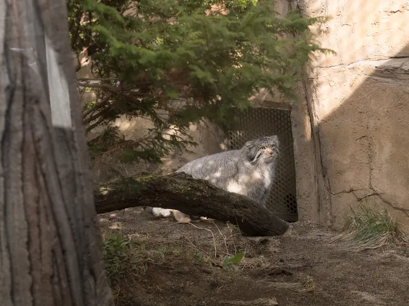 Фотография Нагому в Царстве Животных Насу