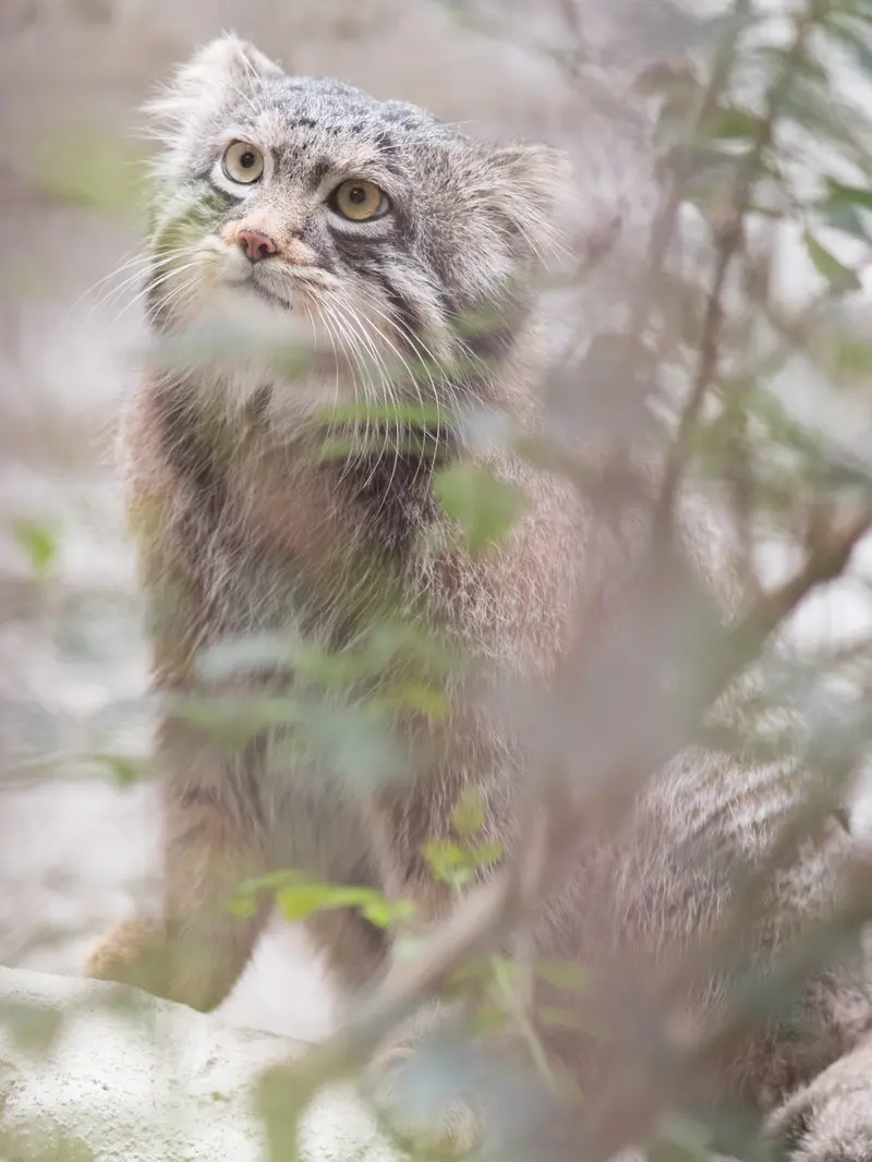 Фотография Фиги в Зоопарке Ногеяме
