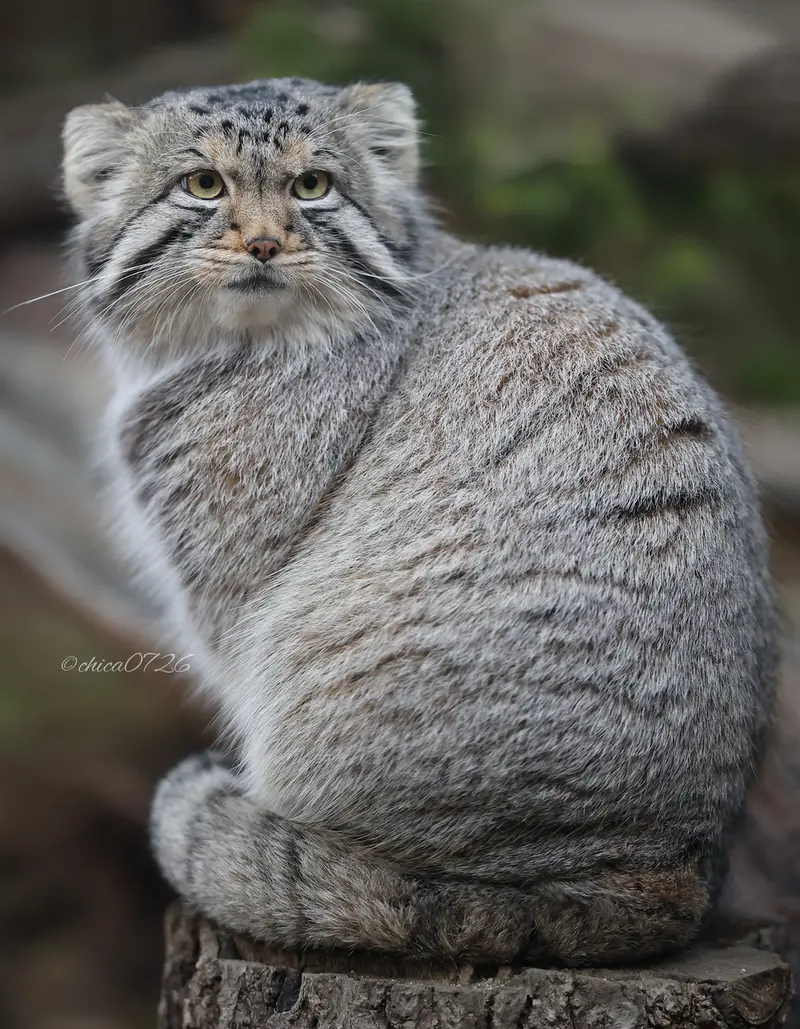 Фотография с манулом в Царстве Животных Насу