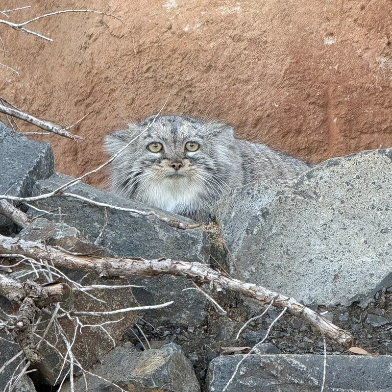 Фотография Принцессы в Пражском Зоопарке