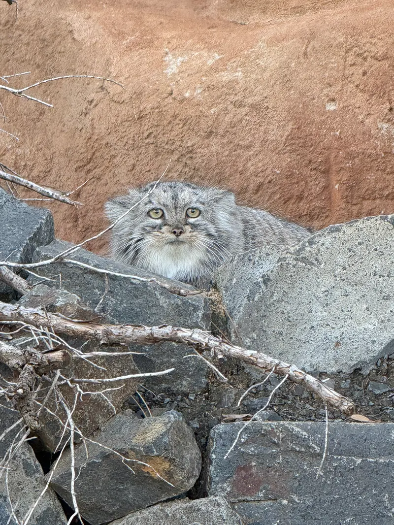 Фотография Принцессы в Пражском Зоопарке