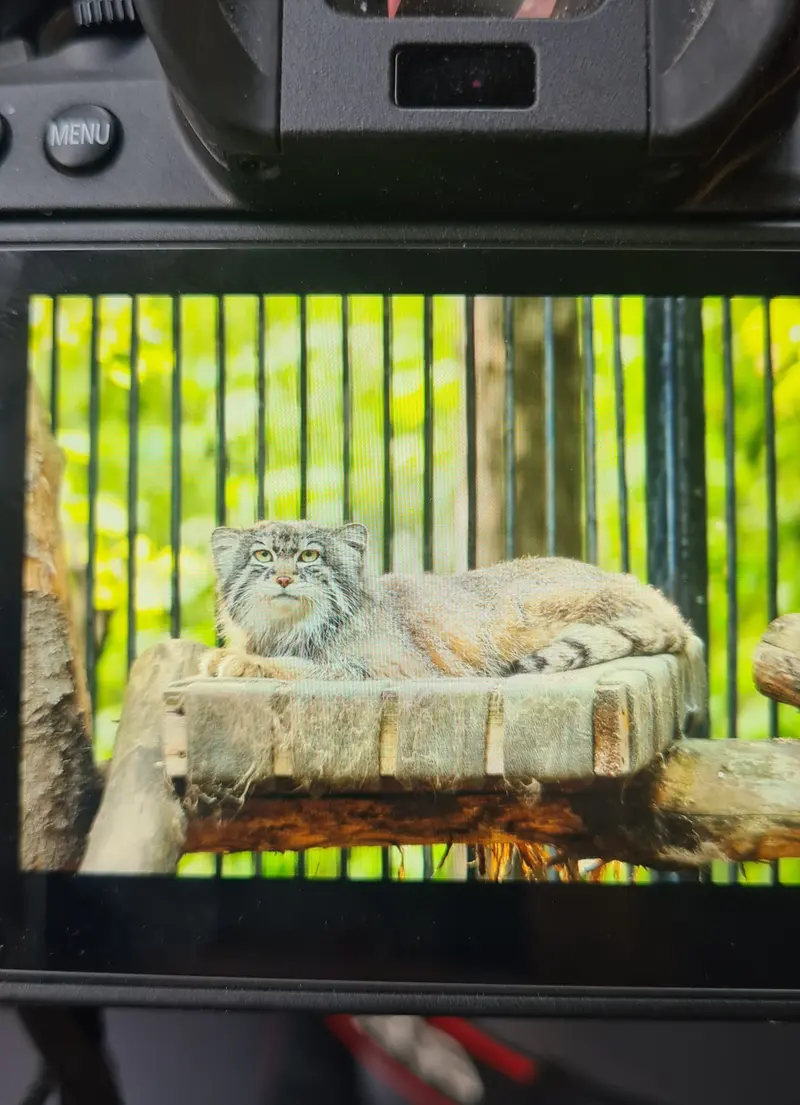 Фотография с манулом