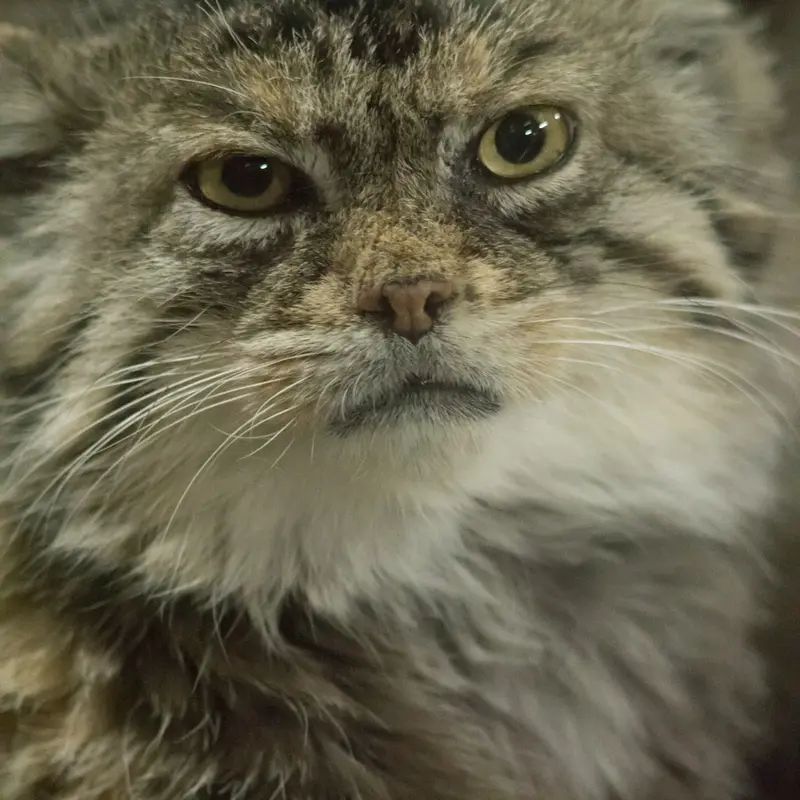 Фотография Примулы в Зоопарке Уено