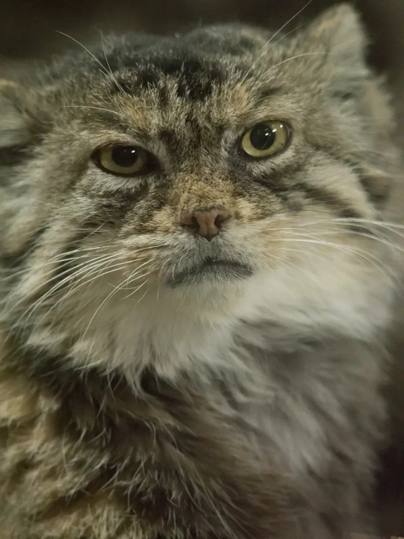 Фотография Примулы в Зоопарке Уено