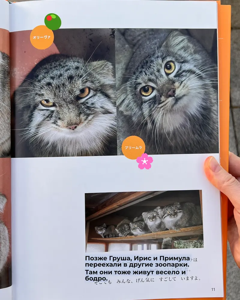 Фотография с манулом