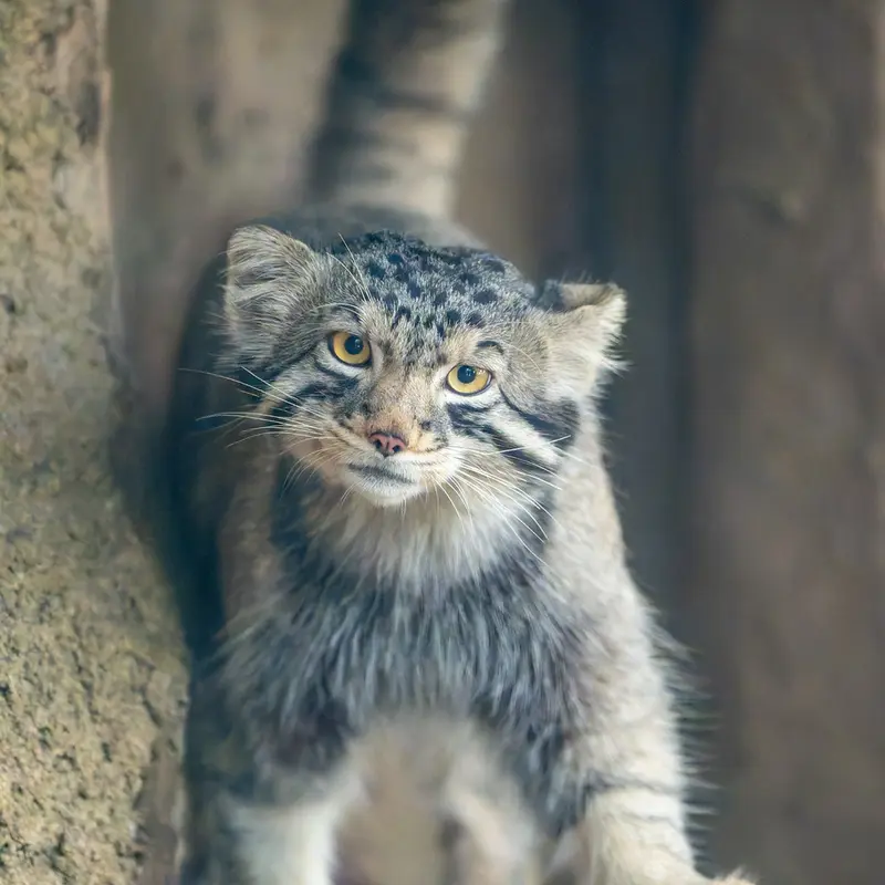 Фотография Нагому в Царстве Животных Кобе