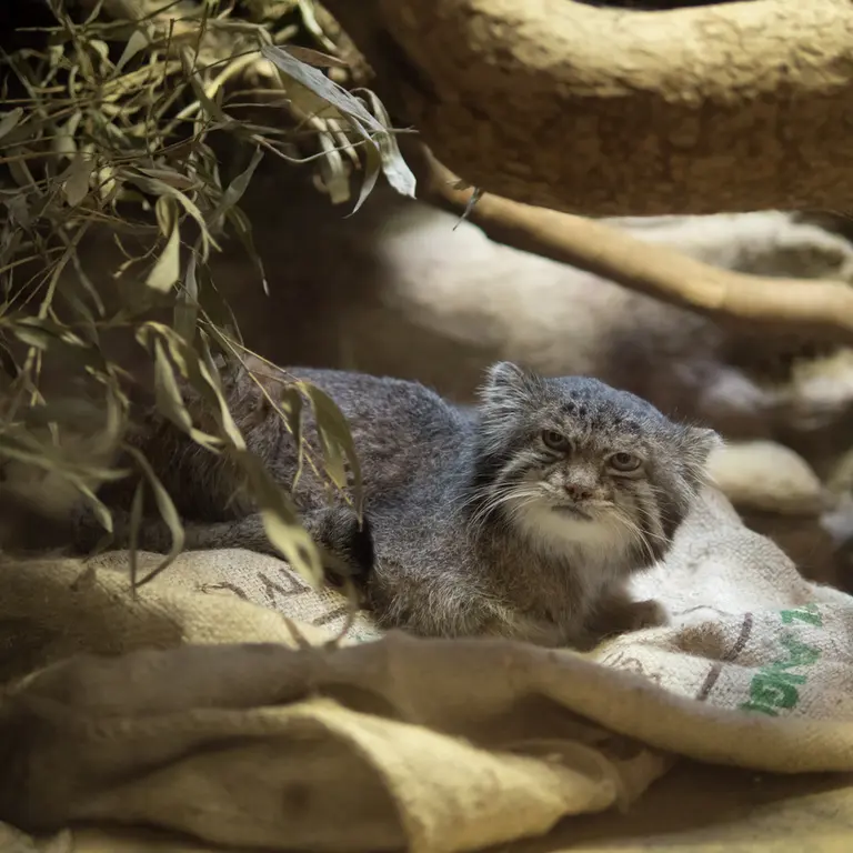 Фотография Клёна в Зоопарке Уено