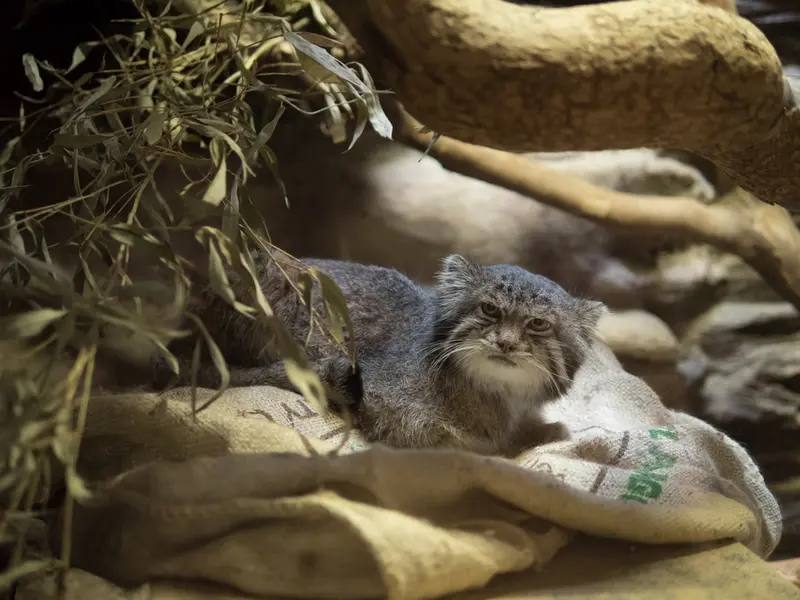 Фотография Клёна в Зоопарке Уено