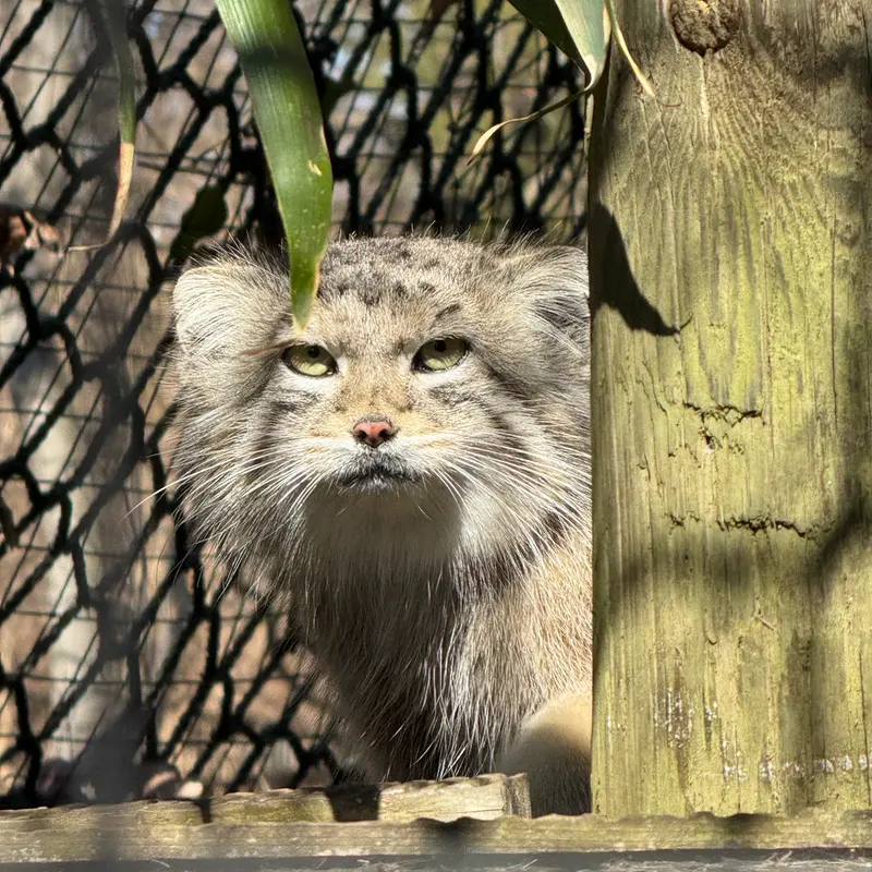 Фотография Себы в Смитсоновском Национальном Зоопарке