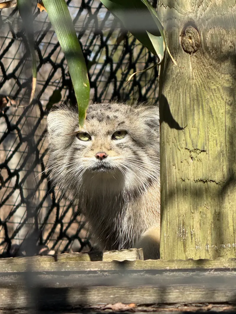 Фотография Себы в Смитсоновском Национальном Зоопарке