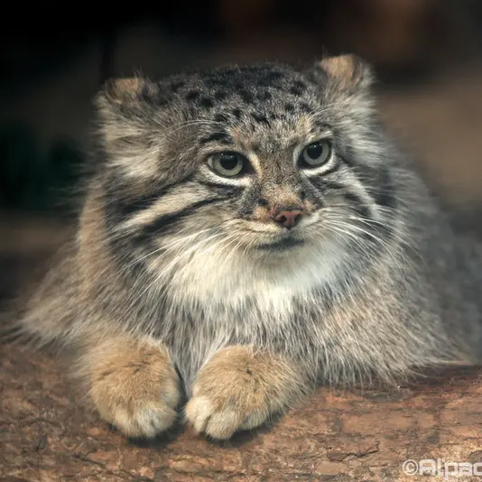 Фотография Аз в Царстве Животных Кобе