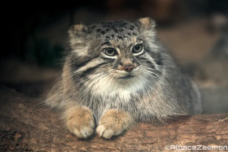 Фотография Аз в Царстве Животных Кобе