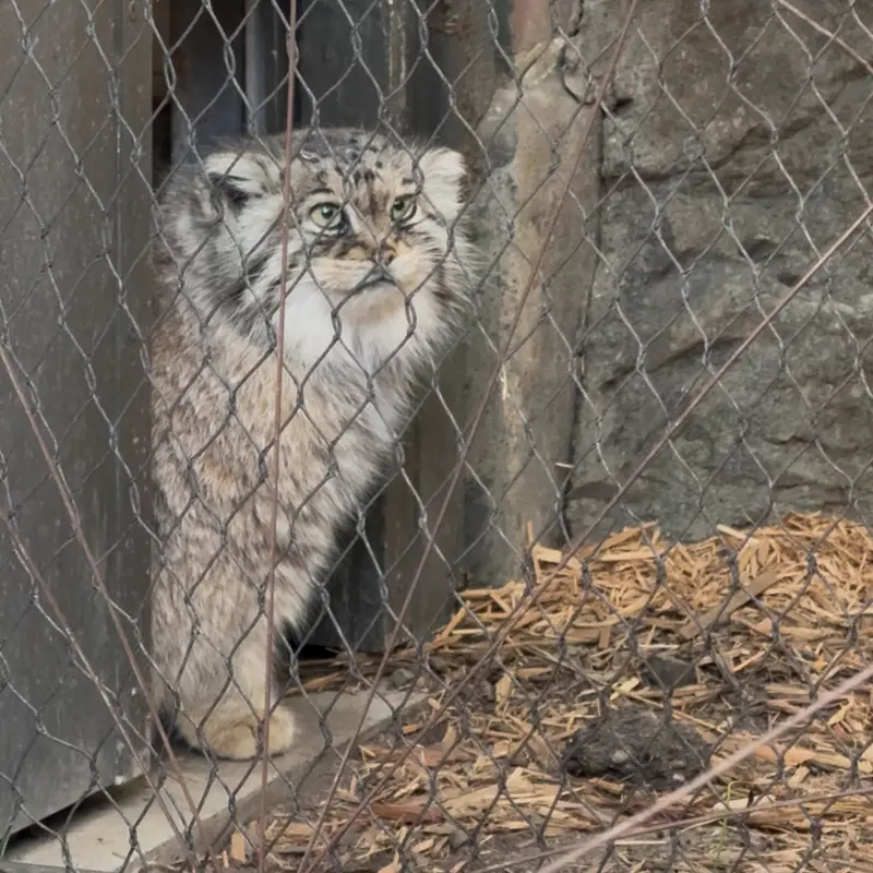 Фотография Сарнай в Зоопарке Проспект-парка
