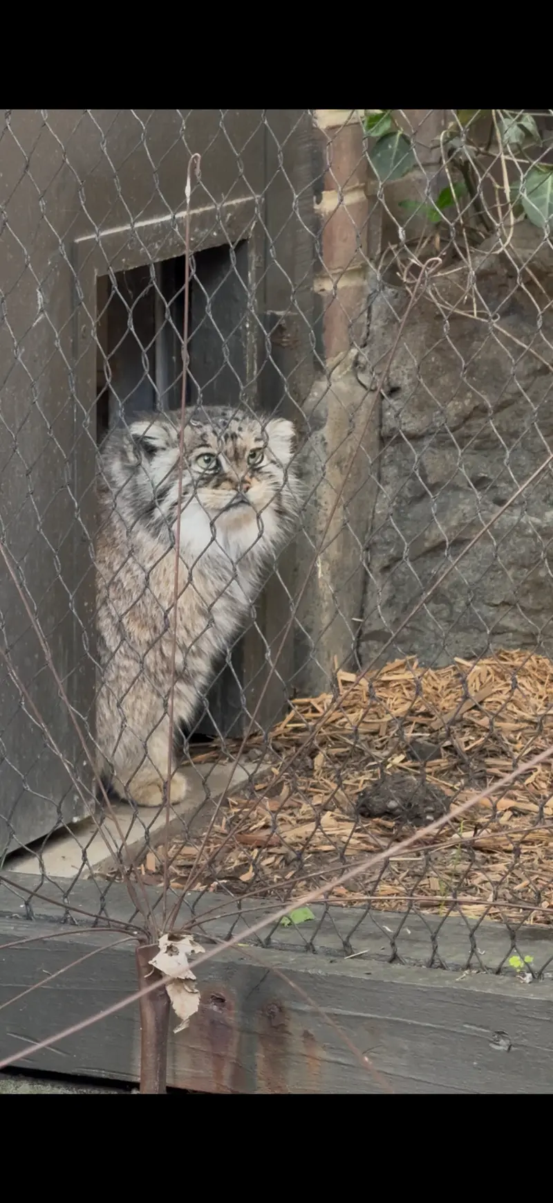 Фотография Сарнай в Зоопарке Проспект-парка