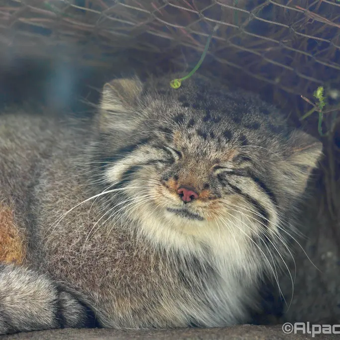 Фотография Аз в Царстве Животных Кобе