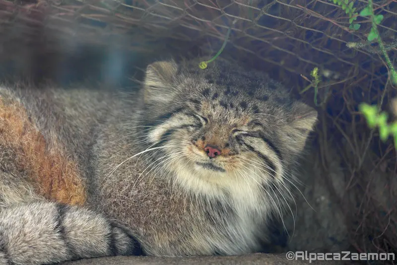 Фотография Аз в Царстве Животных Кобе