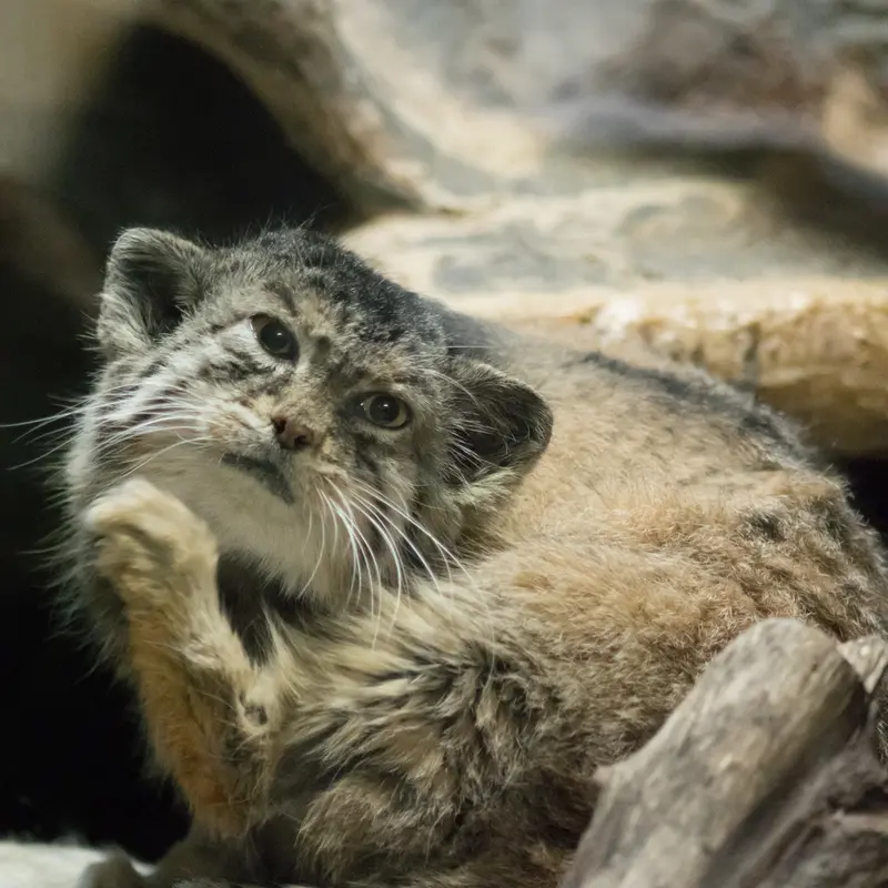 Фотография Примулы в Зоопарке Уено