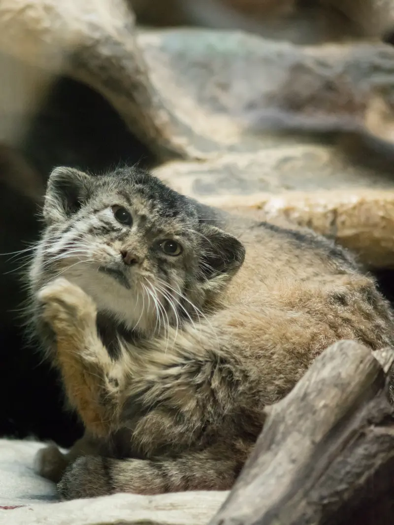 Фотография Примулы в Зоопарке Уено