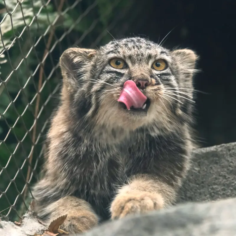 Фотография Мей в Царстве Животных Кобе