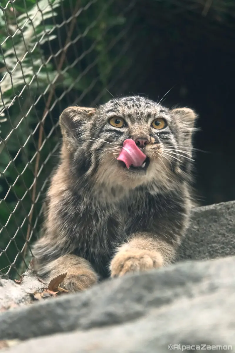 Фотография Мей в Царстве Животных Кобе