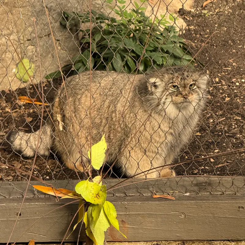 Фотография Сарнай в Зоопарке Проспект-парка