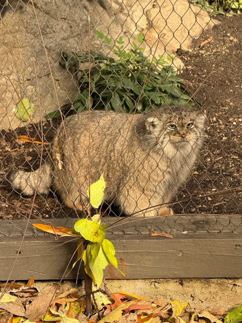 Фотография Сарнай в Зоопарке Проспект-парка