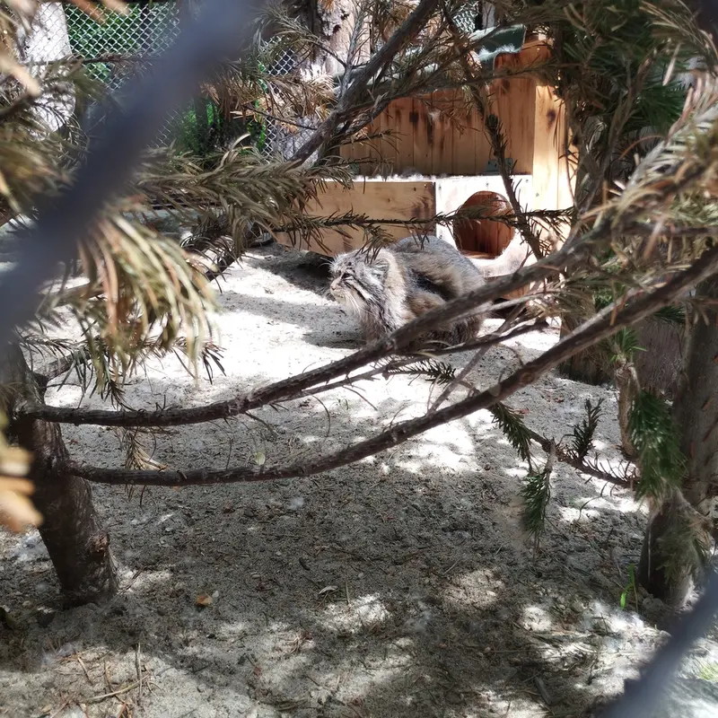 Фотография Зеленогорска в Новосибирском Зоопарке