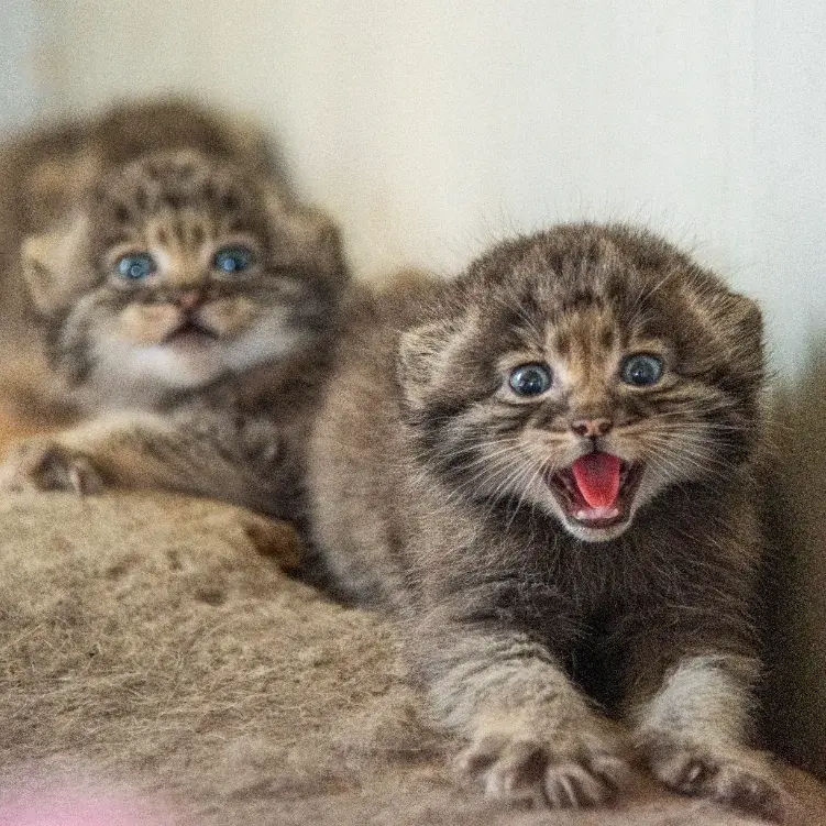 Фотография с манулом