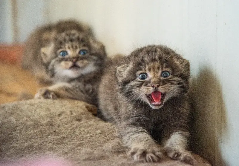 Фотография с манулом