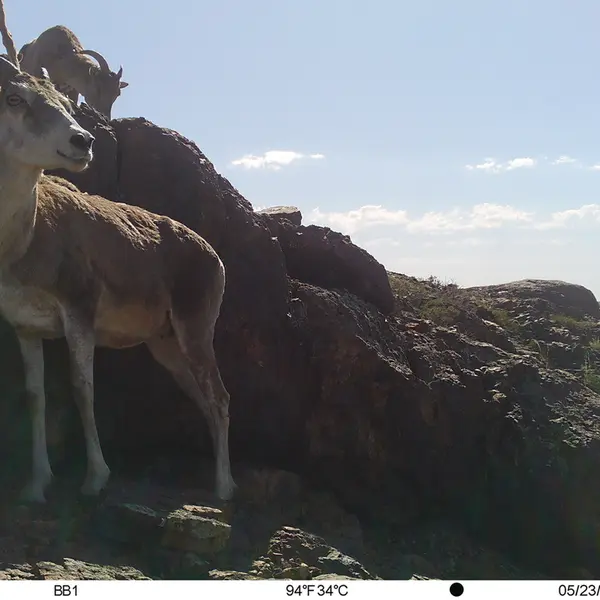 Фотография Аргали с фотоловушки Актас-Кункора
