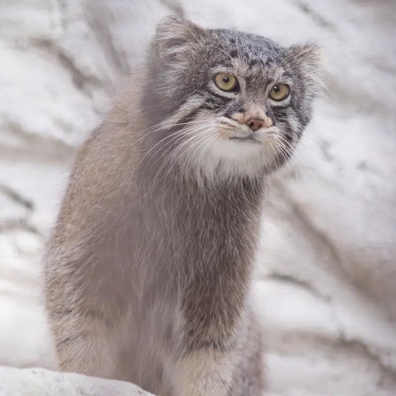 Фотография Фиги в Зоопарке Ногеяме