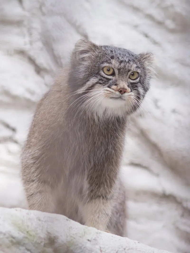 Фотография Фиги в Зоопарке Ногеяме