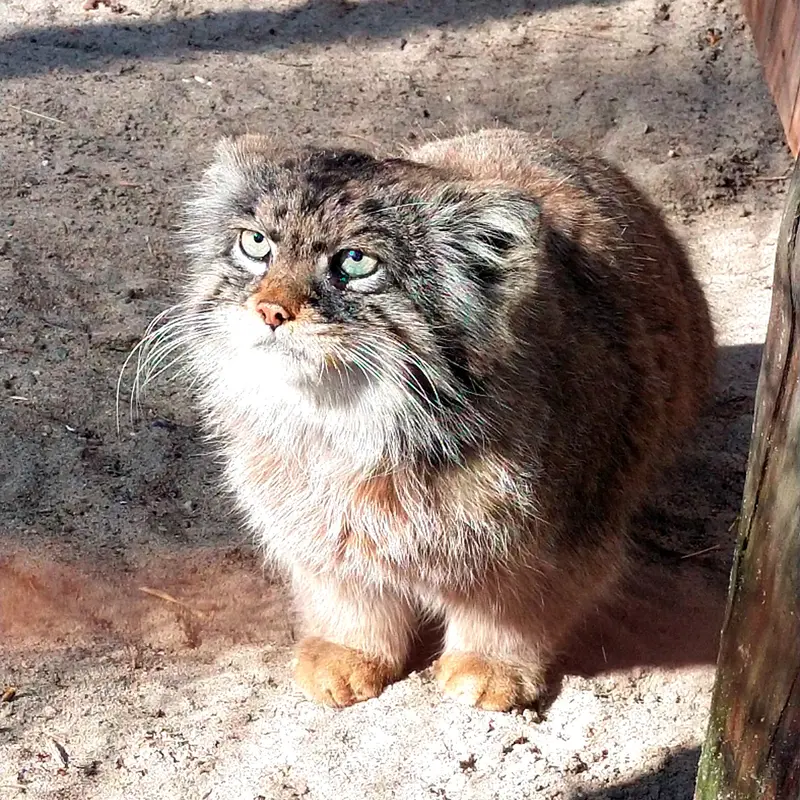 Фотография с манулом в Новосибирском Зоопарке