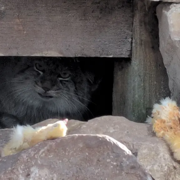 Фотография Хутги в Лэйклэнде Вайлдлайф Оазисе