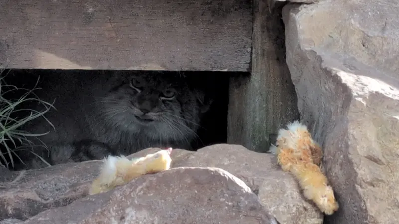 Фотография Хутги в Лэйклэнде Вайлдлайф Оазисе