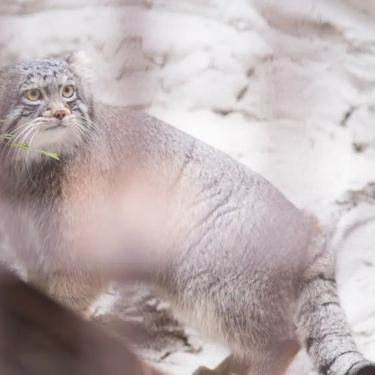 Фотография Фиги в Зоопарке Ногеяме