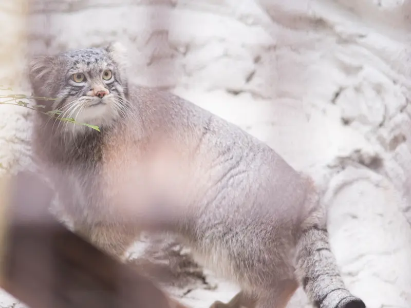 Фотография Фиги в Зоопарке Ногеяме