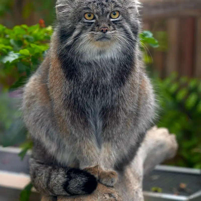 Фотография Нара в Царстве Животных Кобе