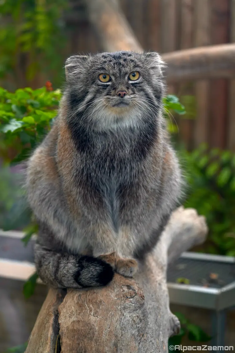 Фотография Нара в Царстве Животных Кобе