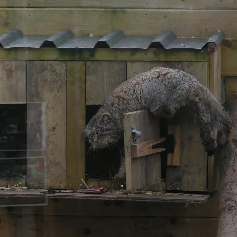 Фотография Алтая в Лэйклэнде Вайлдлайф Оазисе