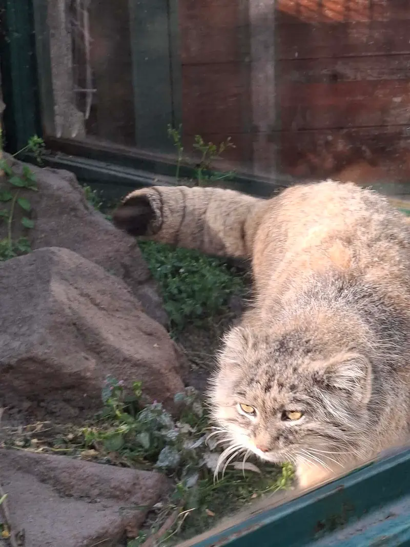 Фотография Бохуша в Будапештском Зоопарке