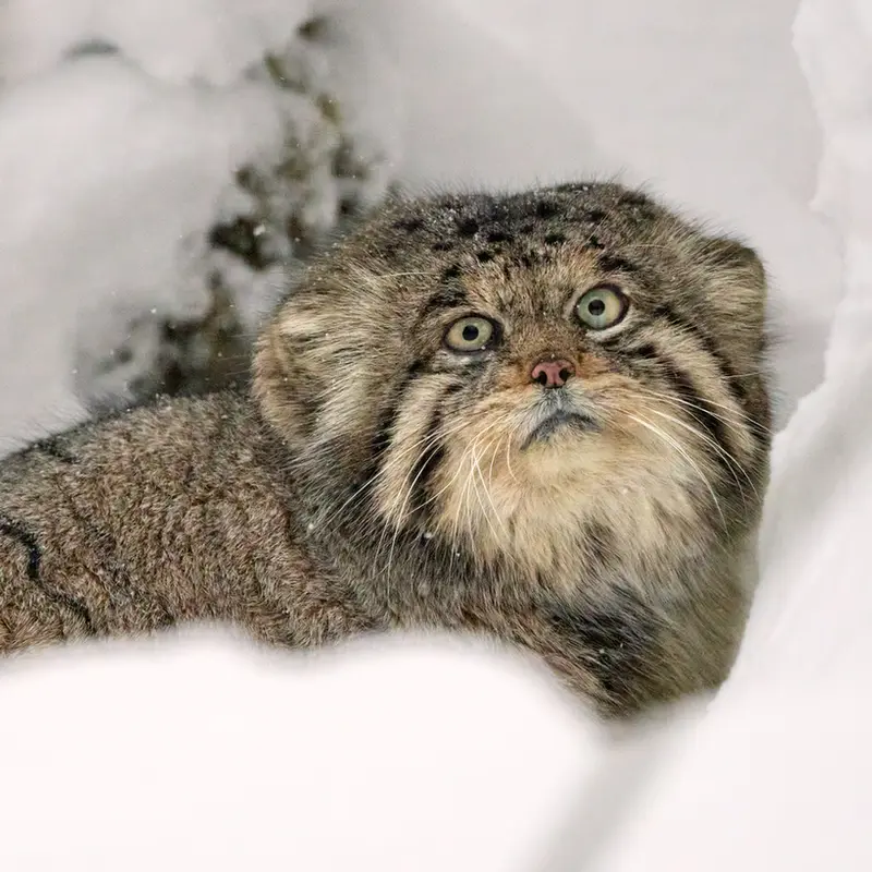 Фотография Иннокентия в Центре воспроизводства редких видов животных