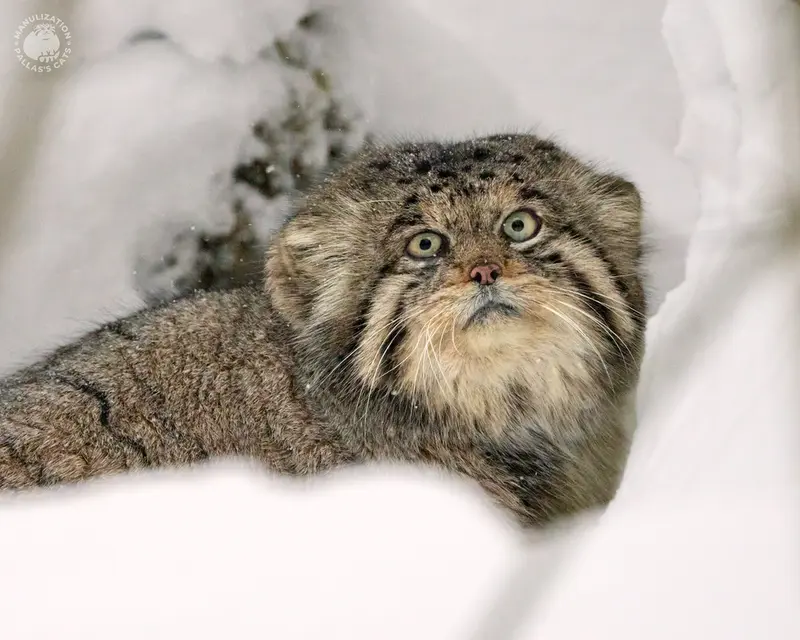 Фотография Иннокентия в Центре воспроизводства редких видов животных