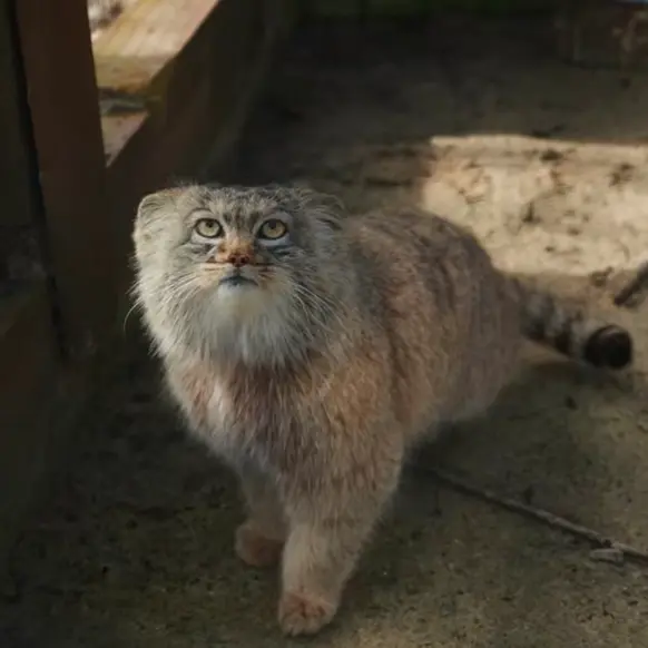 Фотография Айсена в Кошицком Зоопарке