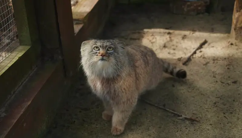 Фотография Айсена в Кошицком Зоопарке