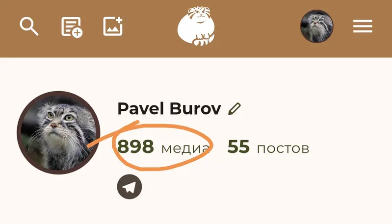 Фотография с манулом
