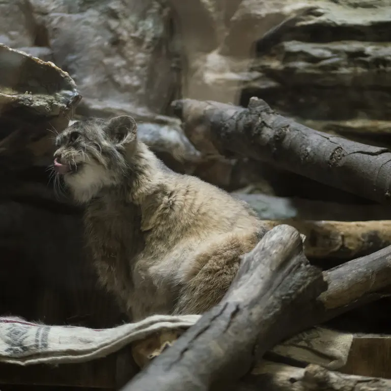 Фотография Примулы в Зоопарке Уено