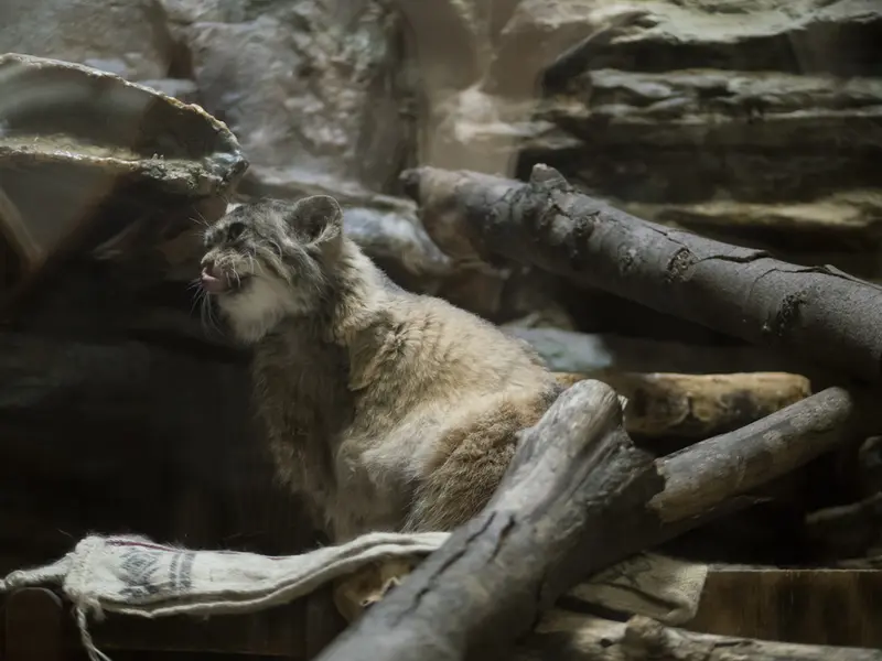 Фотография Примулы в Зоопарке Уено